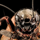 Illustration for article titled This Deadly Virus Is An Aphrodisiac To Crickets